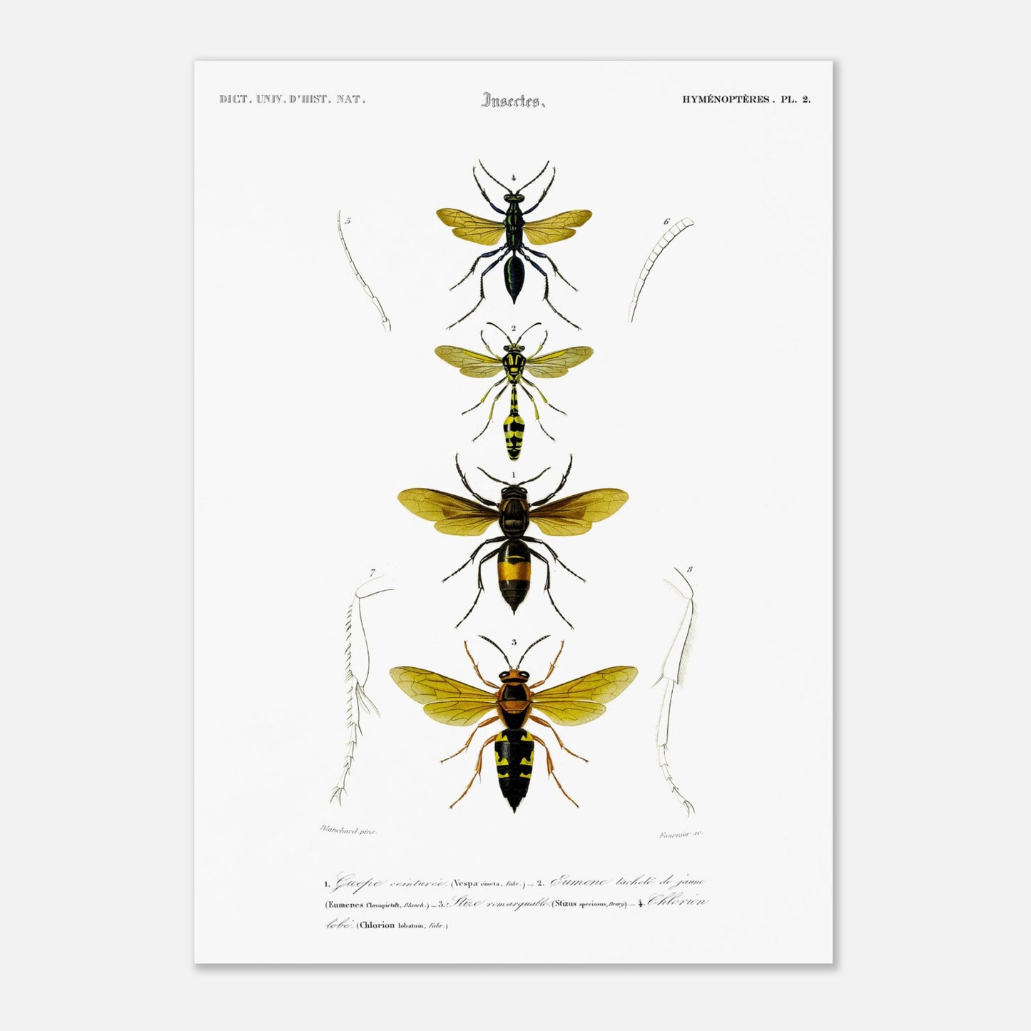 Planche scientifique d'insectes Hyménoptères et Guêpe - D'Orbigny (29,7x42 cm (A3)). Planche d'illustration scientifique du Dictionnaire Universel d'Histoire Naturelle de Charles d'Orbigny, présentant quatre insectes de l'ordre des Hyménoptères, dont une guêpe ceinturée.