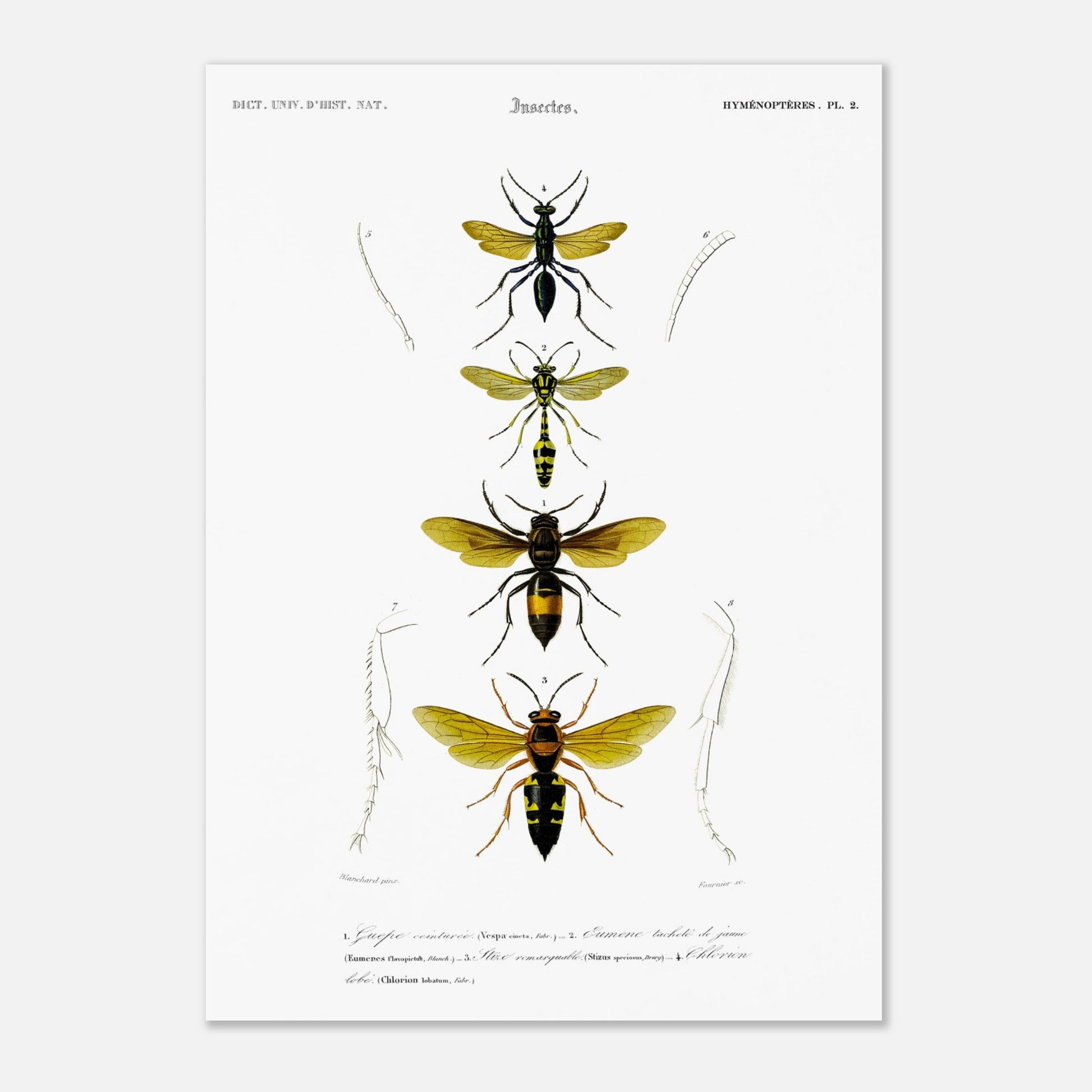 Planche scientifique d'insectes Hyménoptères et Guêpe - D'Orbigny (29,7x42 cm (A3)). Planche d'illustration scientifique du Dictionnaire Universel d'Histoire Naturelle de Charles d'Orbigny, présentant quatre insectes de l'ordre des Hyménoptères, dont une guêpe ceinturée.