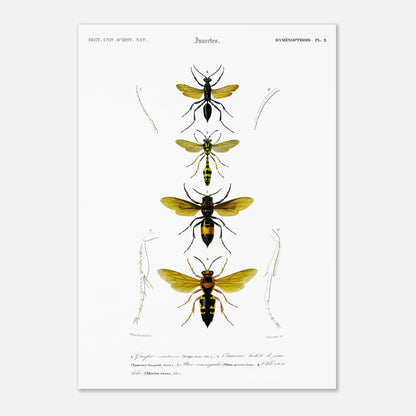 Planche scientifique d'insectes Hyménoptères et Guêpe - D'Orbigny (29,7x42 cm (A3)). Planche d'illustration scientifique du Dictionnaire Universel d'Histoire Naturelle de Charles d'Orbigny, présentant quatre insectes de l'ordre des Hyménoptères, dont une guêpe ceinturée.