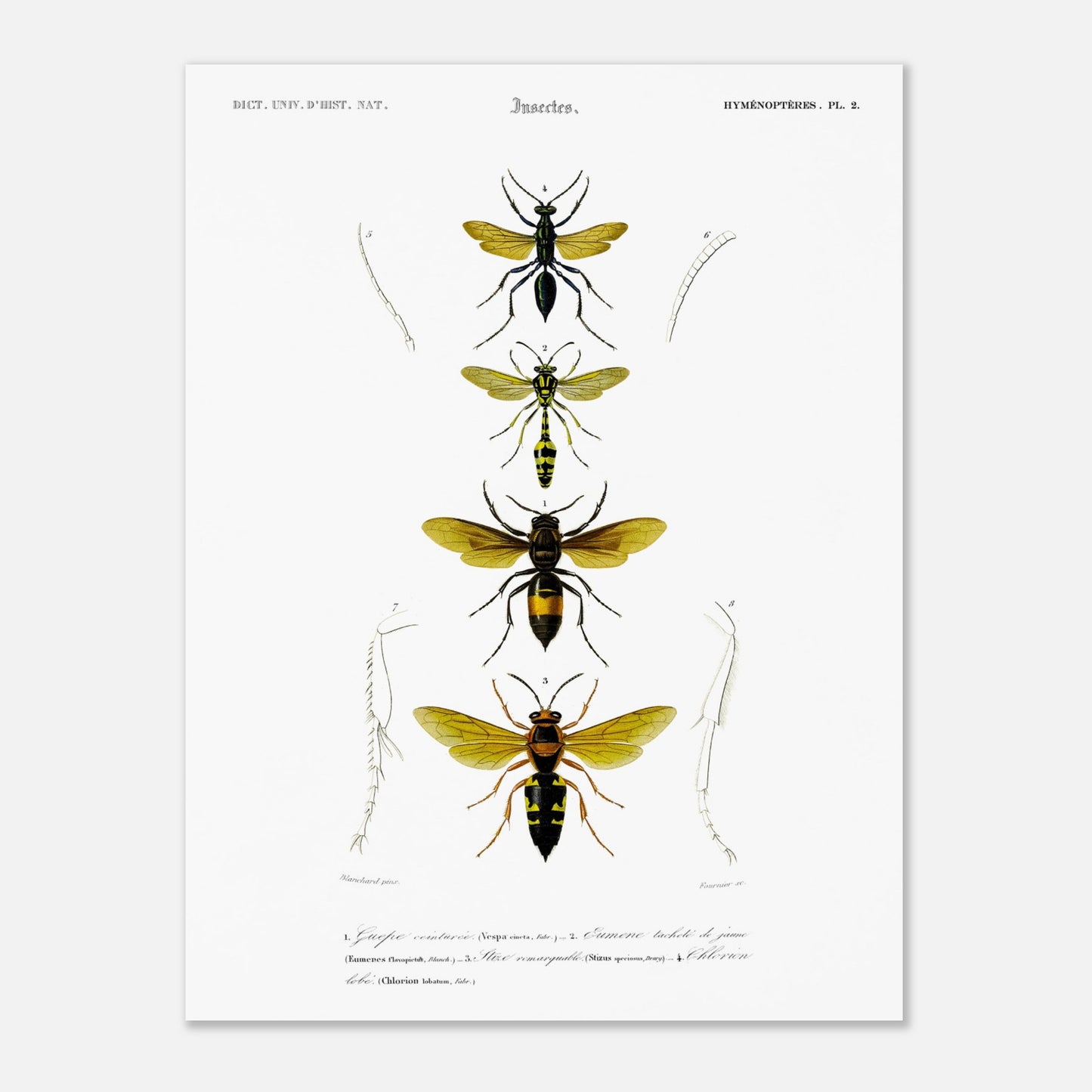 Planche scientifique d'insectes Hyménoptères et Guêpe - D'Orbigny (30x40 cm). Planche d'illustration scientifique du Dictionnaire Universel d'Histoire Naturelle de Charles d'Orbigny, présentant quatre insectes de l'ordre des Hyménoptères, dont une guêpe ceinturée.