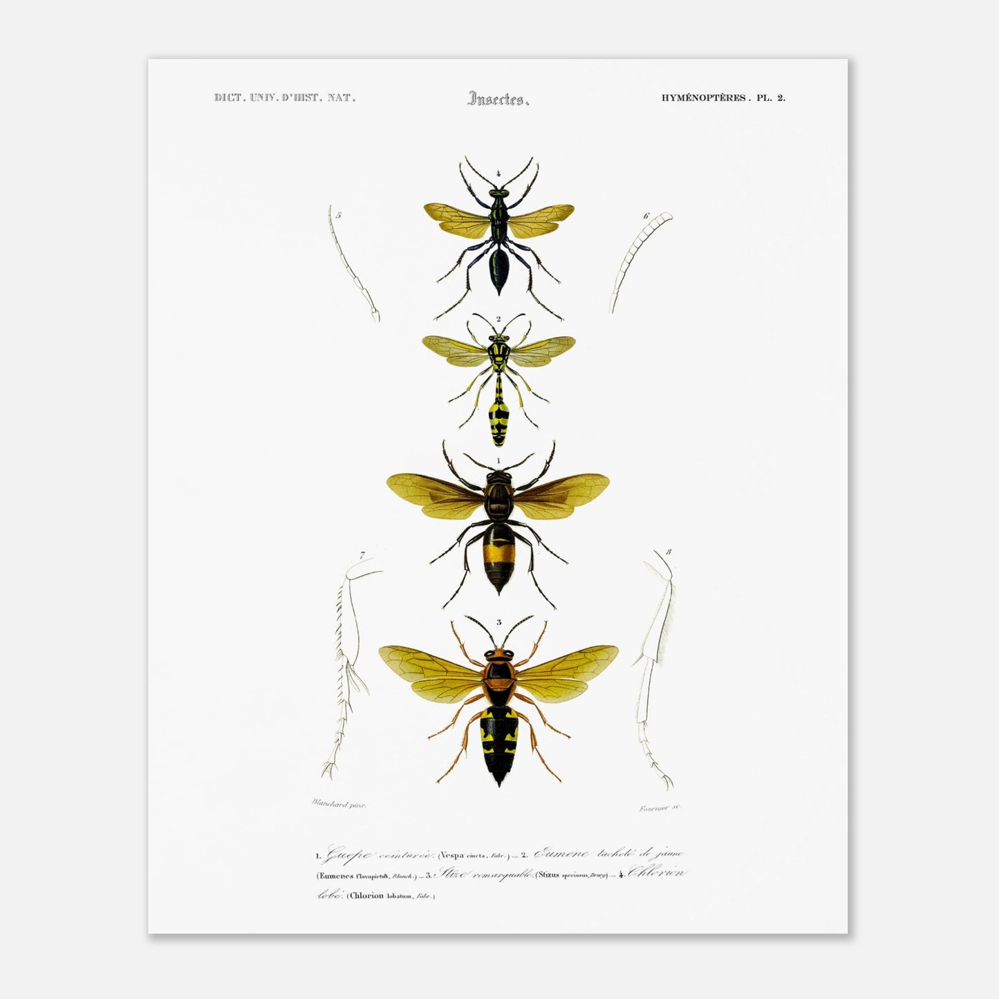 Planche scientifique d'insectes Hyménoptères et Guêpe - D'Orbigny (40x50 cm). Planche d'illustration scientifique du Dictionnaire Universel d'Histoire Naturelle de Charles d'Orbigny, présentant quatre insectes de l'ordre des Hyménoptères, dont une guêpe ceinturée.