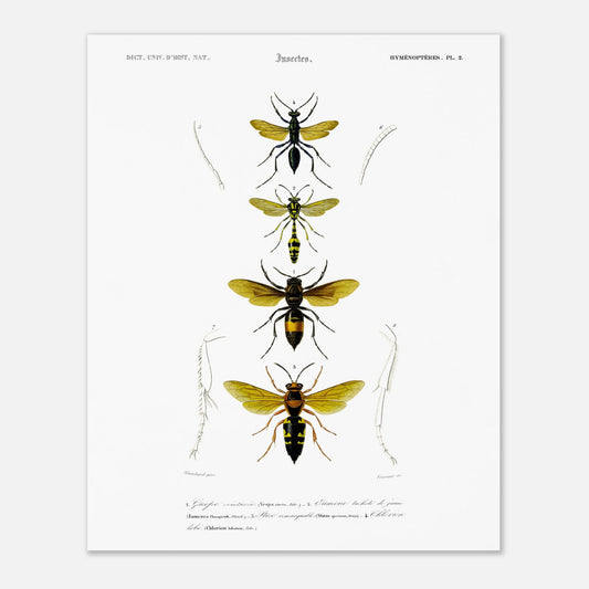 Planche scientifique d'insectes Hyménoptères et Guêpe - D'Orbigny (40x50 cm). Planche d'illustration scientifique du Dictionnaire Universel d'Histoire Naturelle de Charles d'Orbigny, présentant quatre insectes de l'ordre des Hyménoptères, dont une guêpe ceinturée.