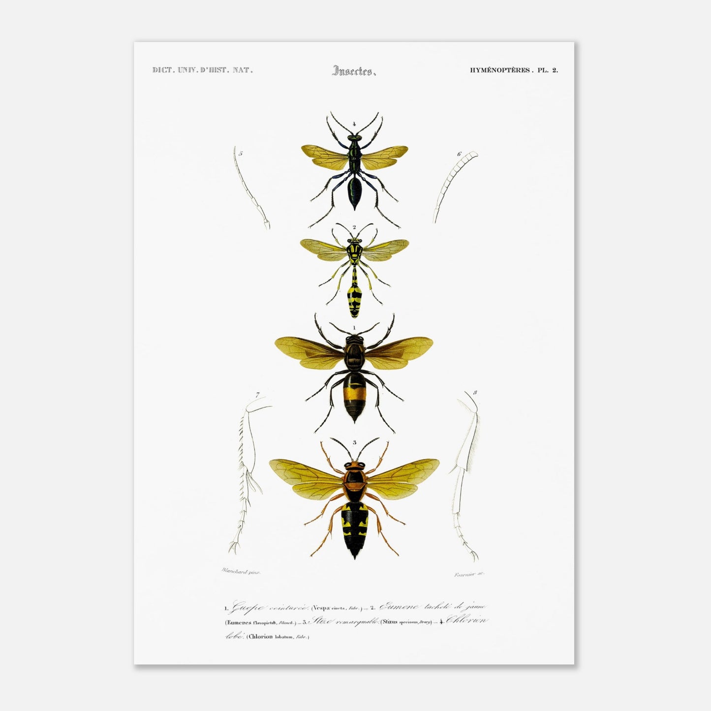 Planche scientifique d'insectes Hyménoptères et Guêpe - D'Orbigny (42x59,4 cm (A2)). Planche d'illustration scientifique du Dictionnaire Universel d'Histoire Naturelle de Charles d'Orbigny, présentant quatre insectes de l'ordre des Hyménoptères, dont une guêpe ceinturée.