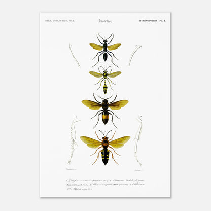 Planche scientifique d'insectes Hyménoptères et Guêpe - D'Orbigny (42x59,4 cm (A2)). Planche d'illustration scientifique du Dictionnaire Universel d'Histoire Naturelle de Charles d'Orbigny, présentant quatre insectes de l'ordre des Hyménoptères, dont une guêpe ceinturée.