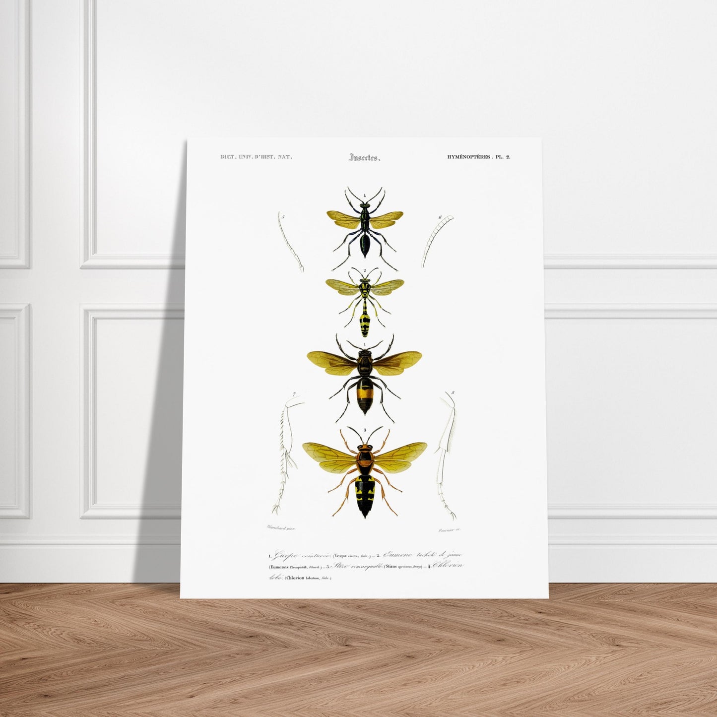 Planche scientifique d'insectes Hyménoptères et Guêpe - D'Orbigny. Planche d'illustration scientifique du Dictionnaire Universel d'Histoire Naturelle de Charles d'Orbigny, présentant quatre insectes de l'ordre des Hyménoptères, dont une guêpe ceinturée. Image d'illustration 5