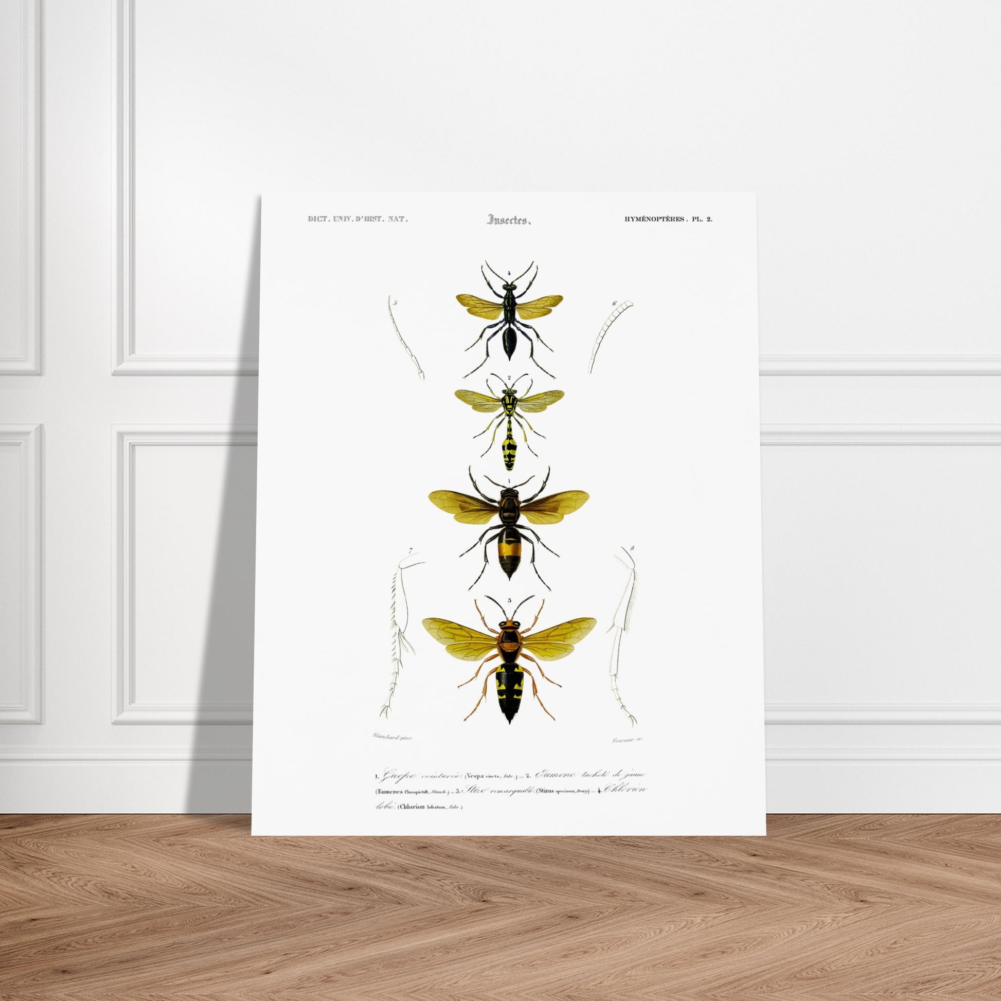 Planche scientifique d'insectes Hyménoptères et Guêpe - D'Orbigny. Planche d'illustration scientifique du Dictionnaire Universel d'Histoire Naturelle de Charles d'Orbigny, présentant quatre insectes de l'ordre des Hyménoptères, dont une guêpe ceinturée. Image d'illustration 5