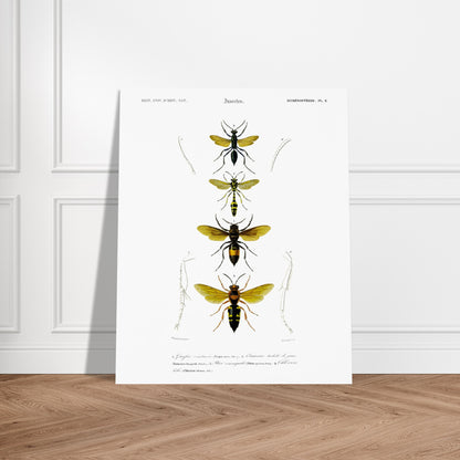 Planche scientifique d'insectes Hyménoptères et Guêpe - D'Orbigny. Planche d'illustration scientifique du Dictionnaire Universel d'Histoire Naturelle de Charles d'Orbigny, présentant quatre insectes de l'ordre des Hyménoptères, dont une guêpe ceinturée. Image d'illustration 5