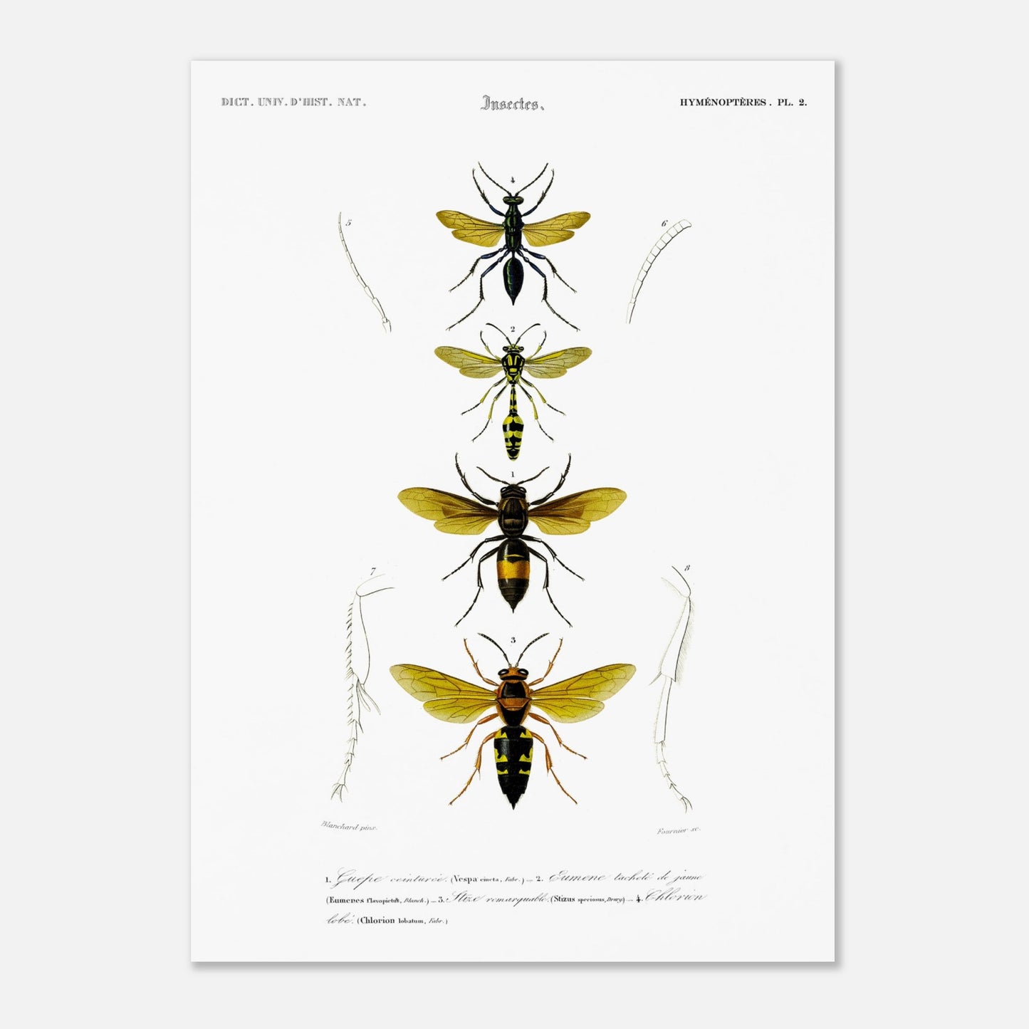 Planche scientifique d'insectes Hyménoptères et Guêpe - D'Orbigny (50x70 cm). Planche d'illustration scientifique du Dictionnaire Universel d'Histoire Naturelle de Charles d'Orbigny, présentant quatre insectes de l'ordre des Hyménoptères, dont une guêpe ceinturée.