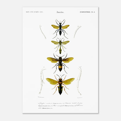 Planche scientifique d'insectes Hyménoptères et Guêpe - D'Orbigny (50x70 cm). Planche d'illustration scientifique du Dictionnaire Universel d'Histoire Naturelle de Charles d'Orbigny, présentant quatre insectes de l'ordre des Hyménoptères, dont une guêpe ceinturée.