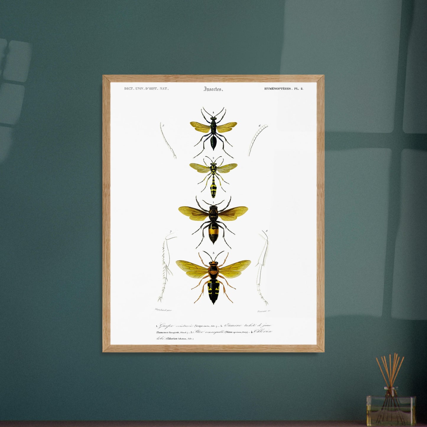 Planche scientifique d'insectes Hyménoptères et Guêpe - D'Orbigny. Planche d'illustration scientifique du Dictionnaire Universel d'Histoire Naturelle de Charles d'Orbigny, présentant quatre insectes de l'ordre des Hyménoptères, dont une guêpe ceinturée. Image d'illustration 6