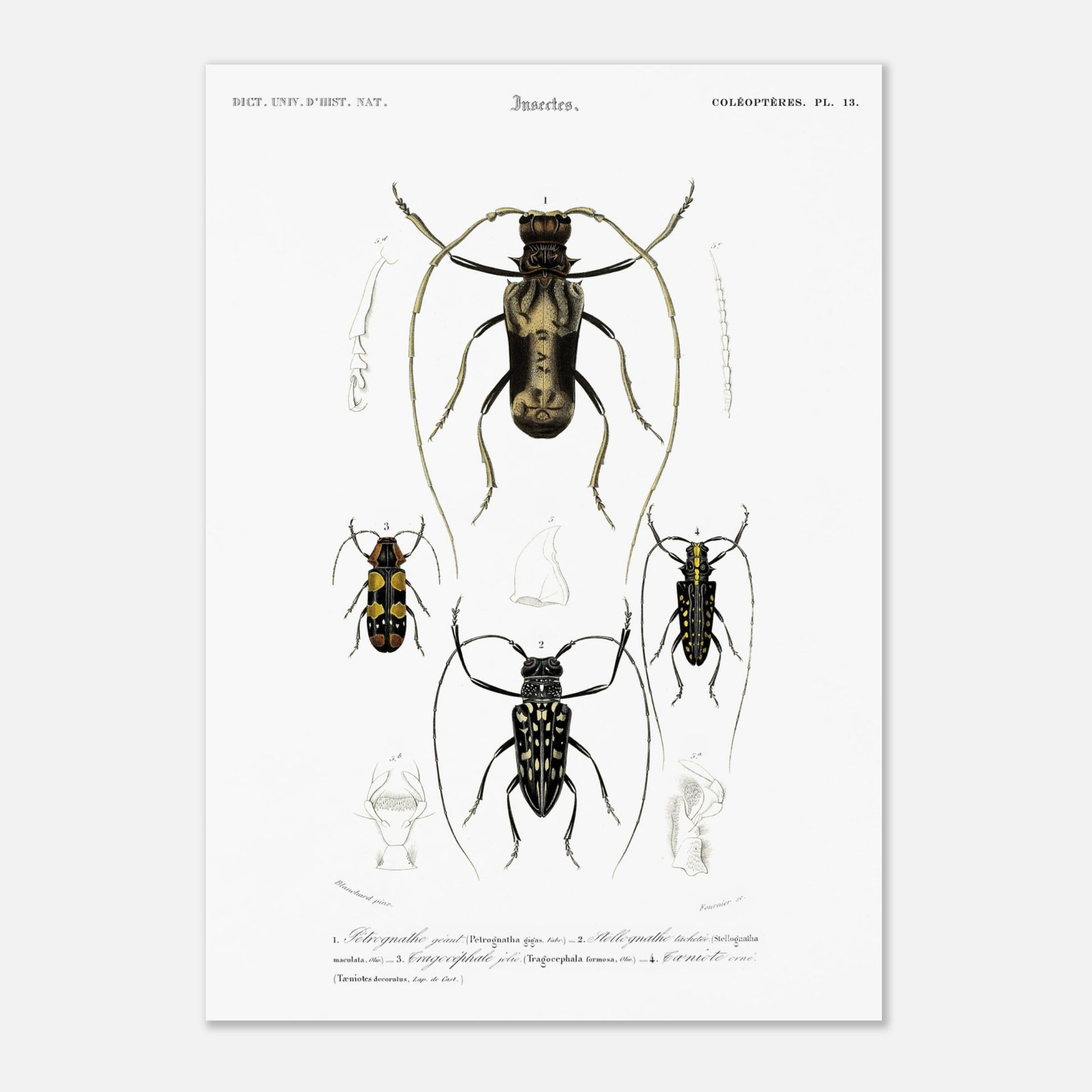 Planche de coléoptères capricornes, Pétrognathe géant, d'Orbigny (29,7x42 cm (A3)). Planche encyclopédique montrant quatre spécimens d'insectes coléoptères numérotés de 1 à 4, accompagnés de dessins anatomiques.