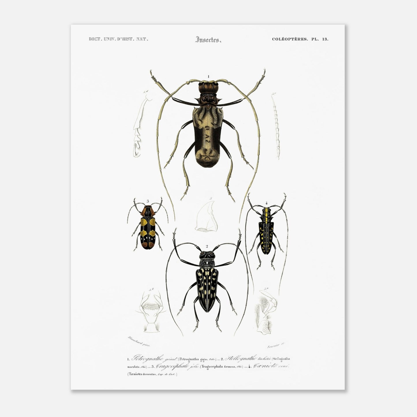 Planche de coléoptères capricornes, Pétrognathe géant, d'Orbigny (30x40 cm). Planche encyclopédique montrant quatre spécimens d'insectes coléoptères numérotés de 1 à 4, accompagnés de dessins anatomiques.