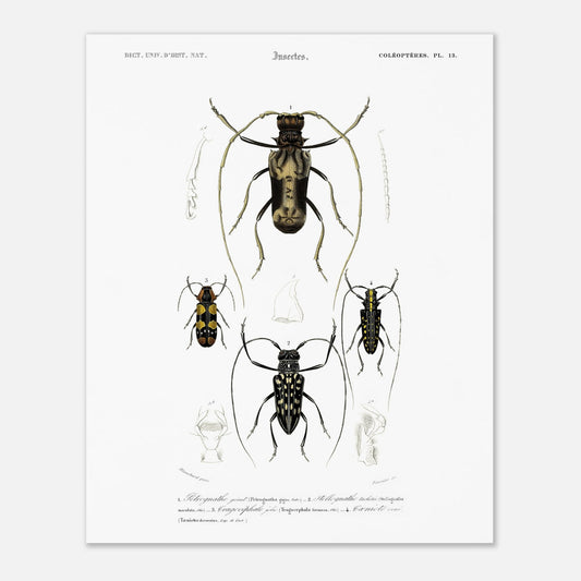 Planche de coléoptères capricornes, Pétrognathe géant, d'Orbigny (40x50 cm). Planche encyclopédique montrant quatre spécimens d'insectes coléoptères numérotés de 1 à 4, accompagnés de dessins anatomiques.