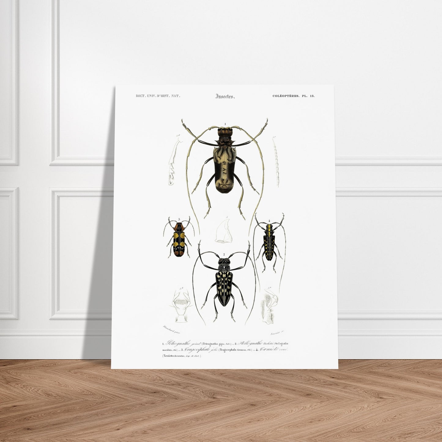 Planche de coléoptères capricornes, Pétrognathe géant, d'Orbigny. Planche encyclopédique montrant quatre spécimens d'insectes coléoptères numérotés de 1 à 4, accompagnés de dessins anatomiques. Image d'illustration 5