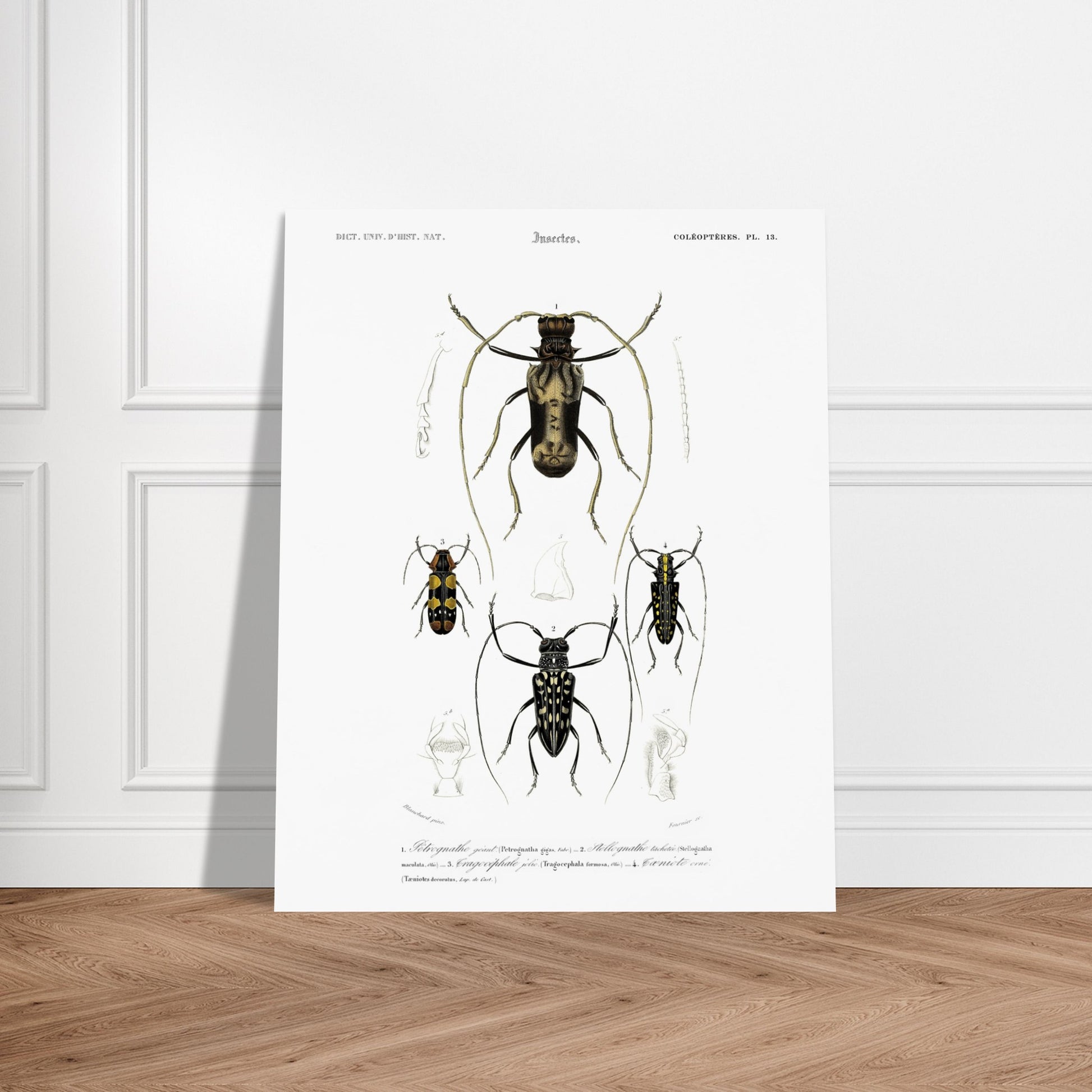 Planche de coléoptères capricornes, Pétrognathe géant, d'Orbigny. Planche encyclopédique montrant quatre spécimens d'insectes coléoptères numérotés de 1 à 4, accompagnés de dessins anatomiques. Image d'illustration 5