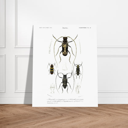 Planche de coléoptères capricornes, Pétrognathe géant, d'Orbigny. Planche encyclopédique montrant quatre spécimens d'insectes coléoptères numérotés de 1 à 4, accompagnés de dessins anatomiques. Image d'illustration 5