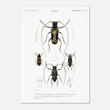 Planche de coléoptères capricornes, Pétrognathe géant, d'Orbigny (50x70 cm). Planche encyclopédique montrant quatre spécimens d'insectes coléoptères numérotés de 1 à 4, accompagnés de dessins anatomiques.