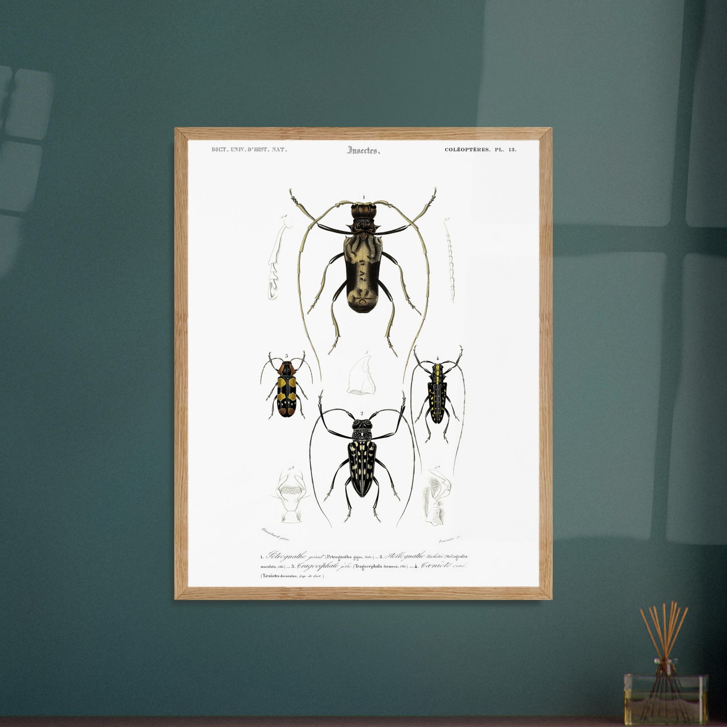 Planche de coléoptères capricornes, Pétrognathe géant, d'Orbigny. Planche encyclopédique montrant quatre spécimens d'insectes coléoptères numérotés de 1 à 4, accompagnés de dessins anatomiques. Image d'illustration 6