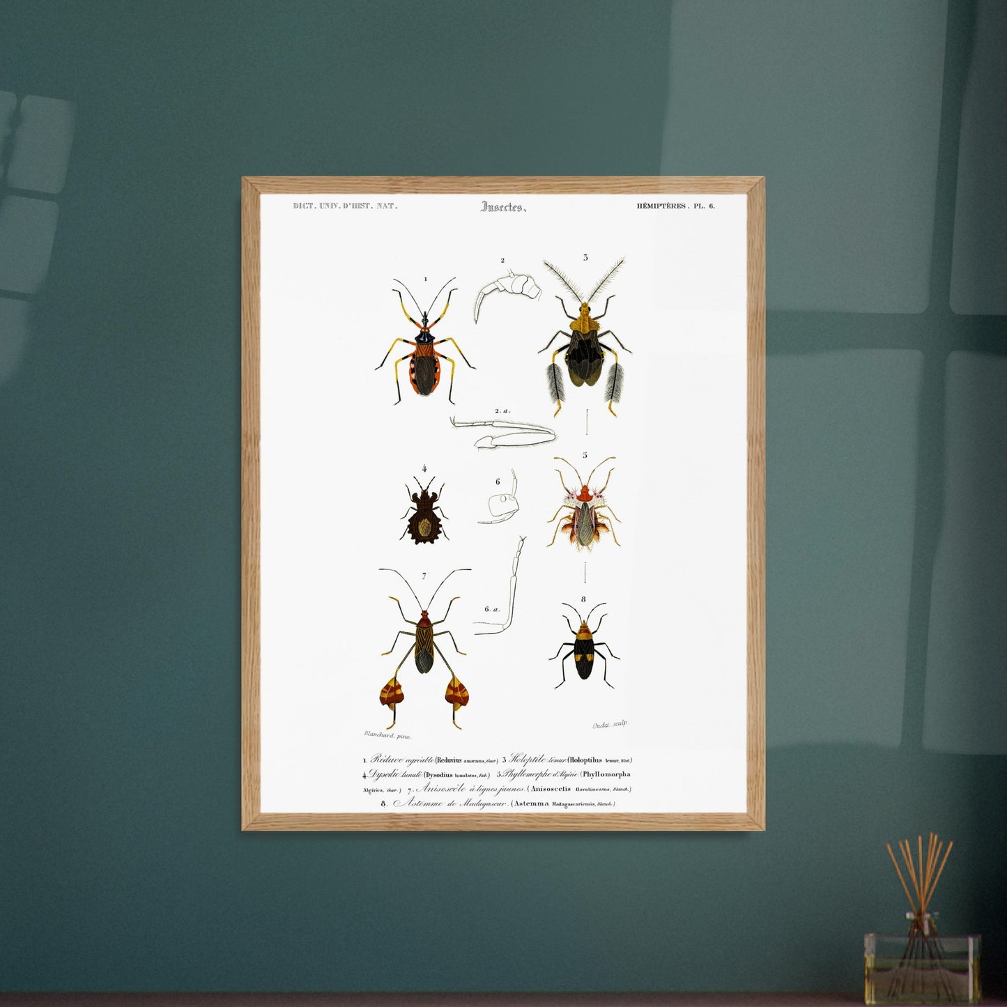 Planche d'insectes : Réduve agréable et Hémiptères, d'Orbigny. Planche d'insectes du Dictionnaire Universel d'Histoire Naturelle de Charles d'Orbigny illustrant plusieurs espèces d'hémiptères, dont le Réduve agréable, avec des numérotations et des descriptions scientifiques. Image d'illustration 5