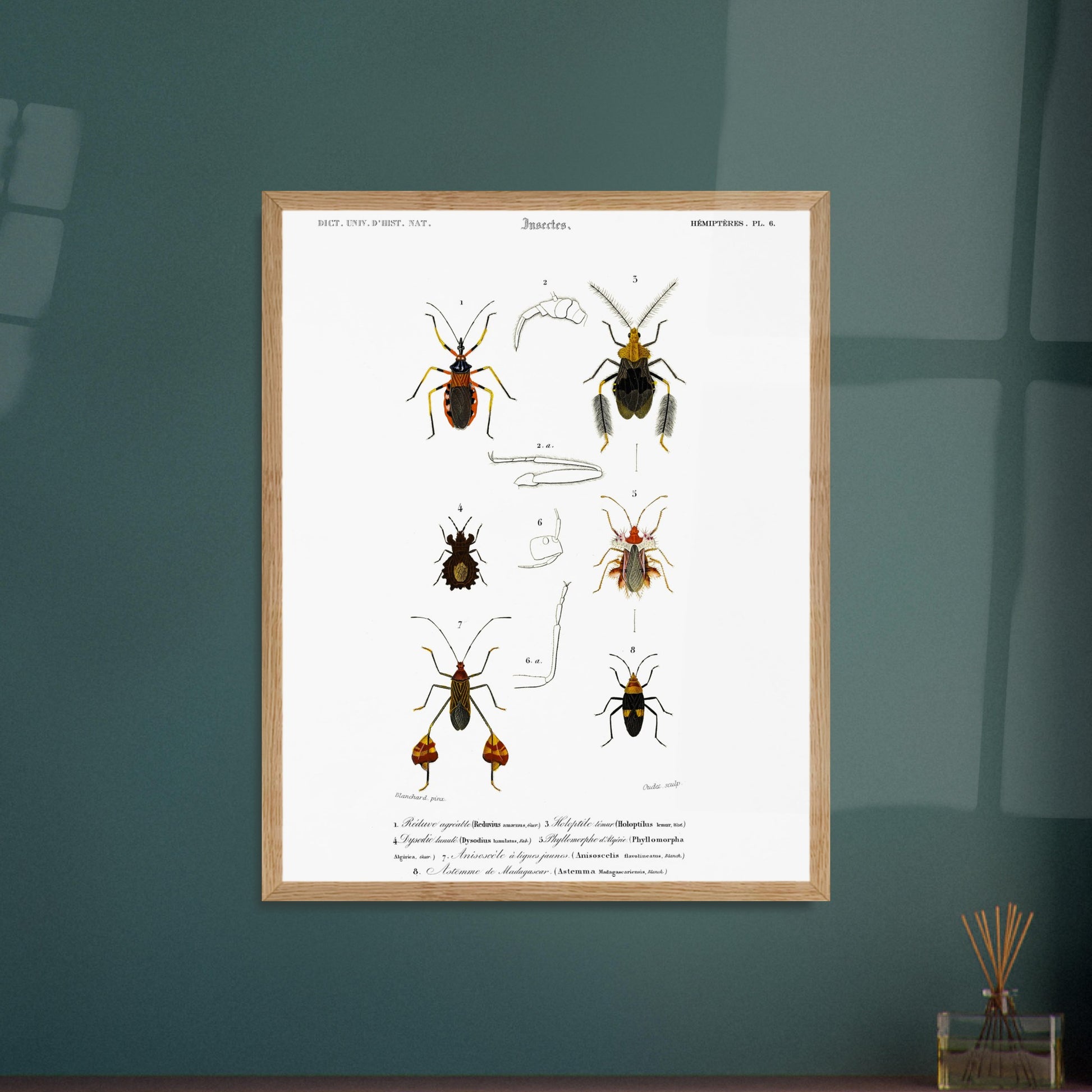 Planche d'insectes : Réduve agréable et Hémiptères, d'Orbigny. Planche d'insectes du Dictionnaire Universel d'Histoire Naturelle de Charles d'Orbigny illustrant plusieurs espèces d'hémiptères, dont le Réduve agréable, avec des numérotations et des descriptions scientifiques. Image d'illustration 5