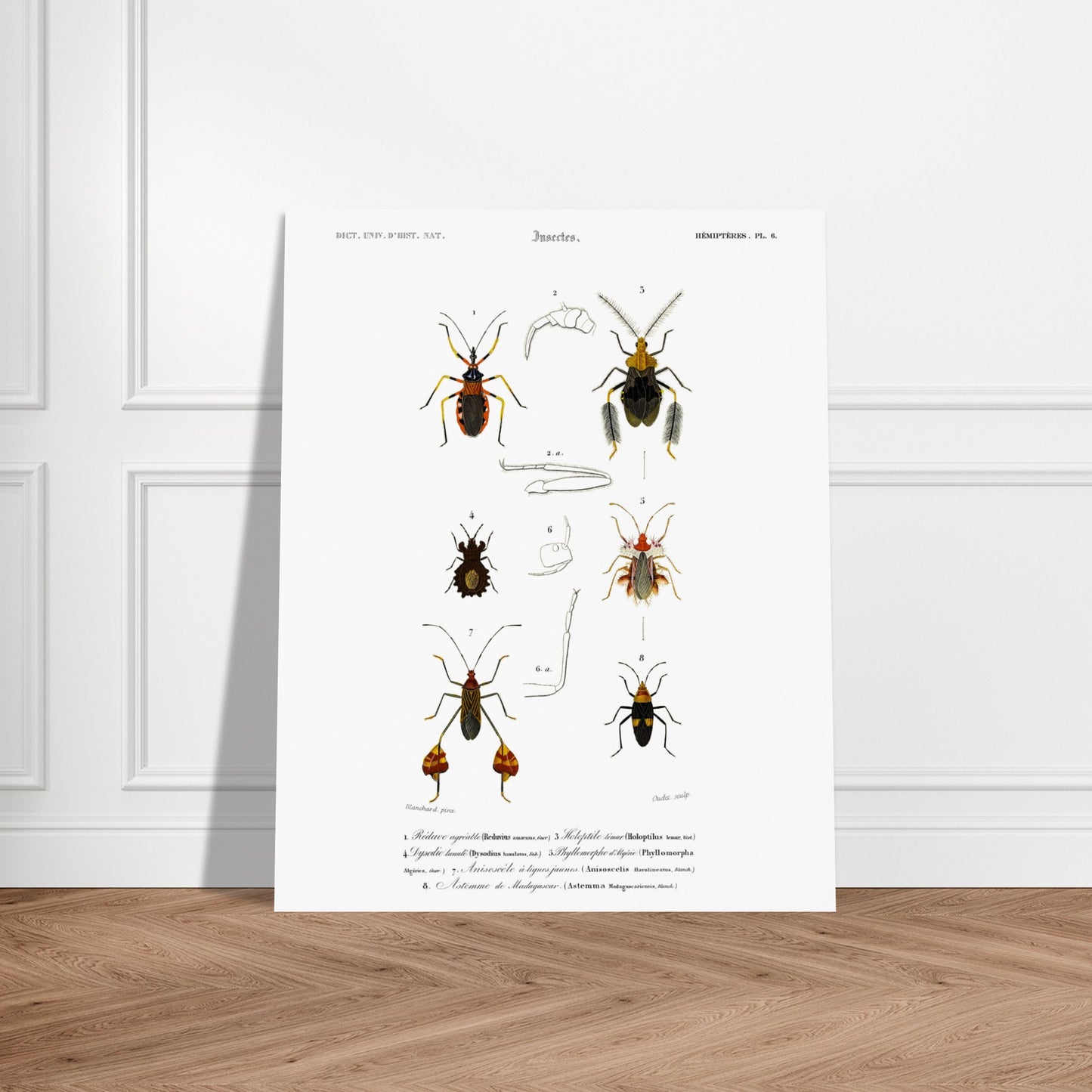 Planche d'insectes : Réduve agréable et Hémiptères, d'Orbigny. Planche d'insectes du Dictionnaire Universel d'Histoire Naturelle de Charles d'Orbigny illustrant plusieurs espèces d'hémiptères, dont le Réduve agréable, avec des numérotations et des descriptions scientifiques. Image d'illustration 6