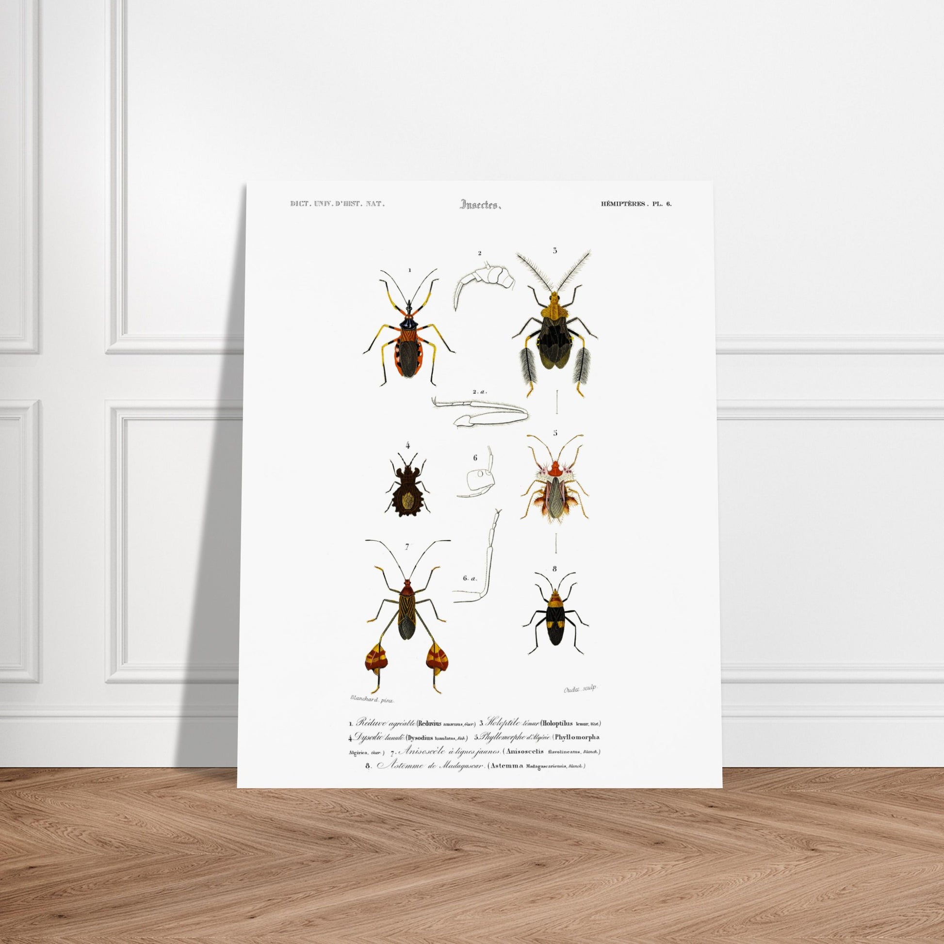 Planche d'insectes : Réduve agréable et Hémiptères, d'Orbigny. Planche d'insectes du Dictionnaire Universel d'Histoire Naturelle de Charles d'Orbigny illustrant plusieurs espèces d'hémiptères, dont le Réduve agréable, avec des numérotations et des descriptions scientifiques. Image d'illustration 6