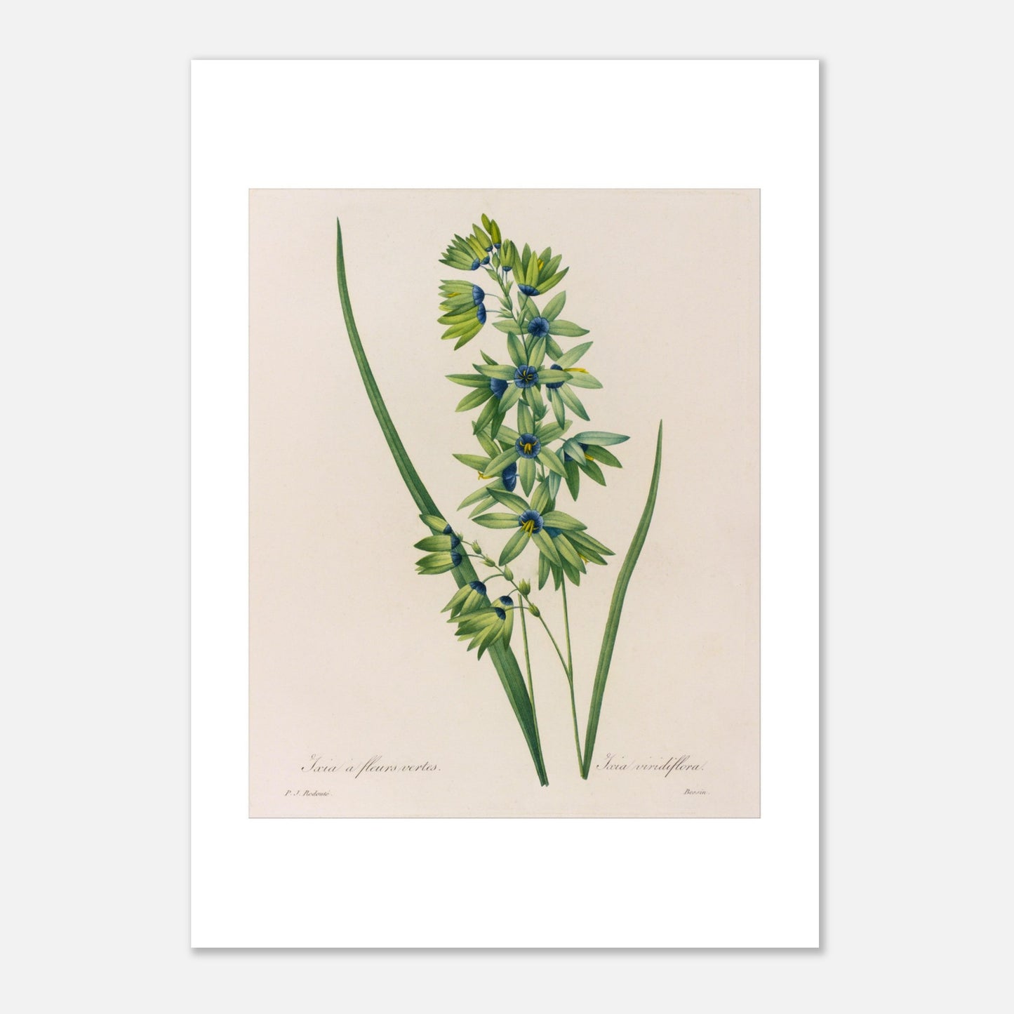 Planche botanique Ixia à Fleurs Vertes de Pierre-Joseph Redouté (21x29,7 cm (A4)). Planche naturaliste d'une Ixia à Fleurs Vertes par Pierre-Joseph Redouté, présentant une tige avec de multiples petites fleurs vertes aux cœurs bleus, accompagnées de longues feuilles vertes.