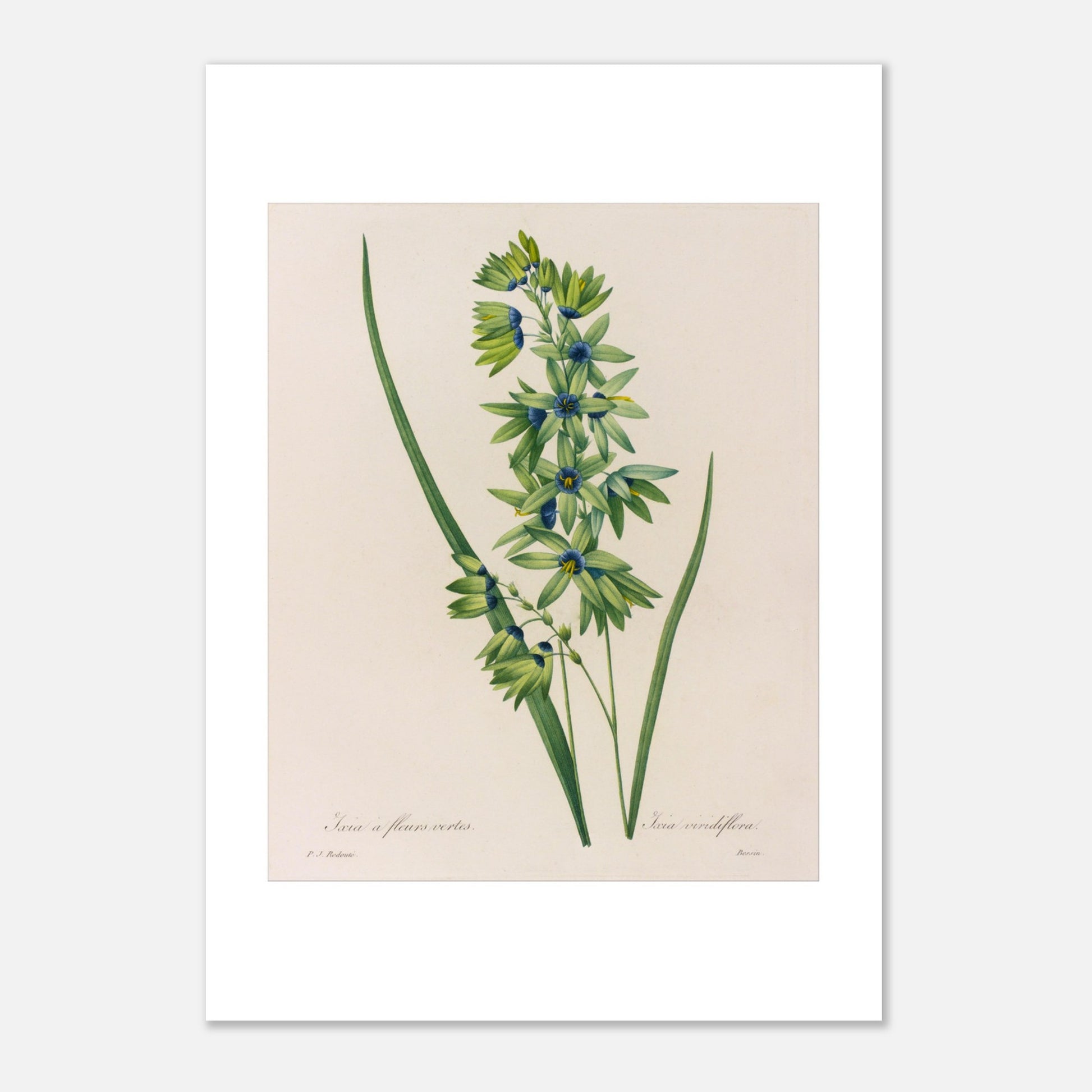 Planche botanique Ixia à Fleurs Vertes de Pierre-Joseph Redouté (21x29,7 cm (A4)). Planche naturaliste d'une Ixia à Fleurs Vertes par Pierre-Joseph Redouté, présentant une tige avec de multiples petites fleurs vertes aux cœurs bleus, accompagnées de longues feuilles vertes.