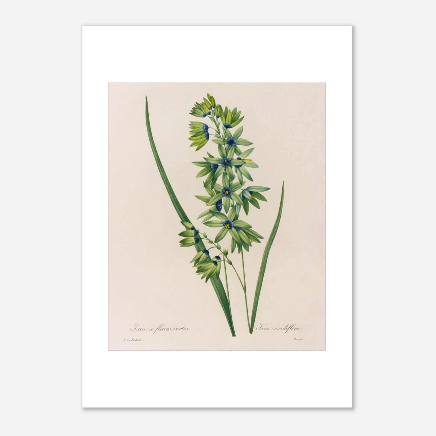 Planche botanique Ixia à Fleurs Vertes de Pierre-Joseph Redouté (29,7x42 cm (A3)). Planche naturaliste d'une Ixia à Fleurs Vertes par Pierre-Joseph Redouté, présentant une tige avec de multiples petites fleurs vertes aux cœurs bleus, accompagnées de longues feuilles vertes.