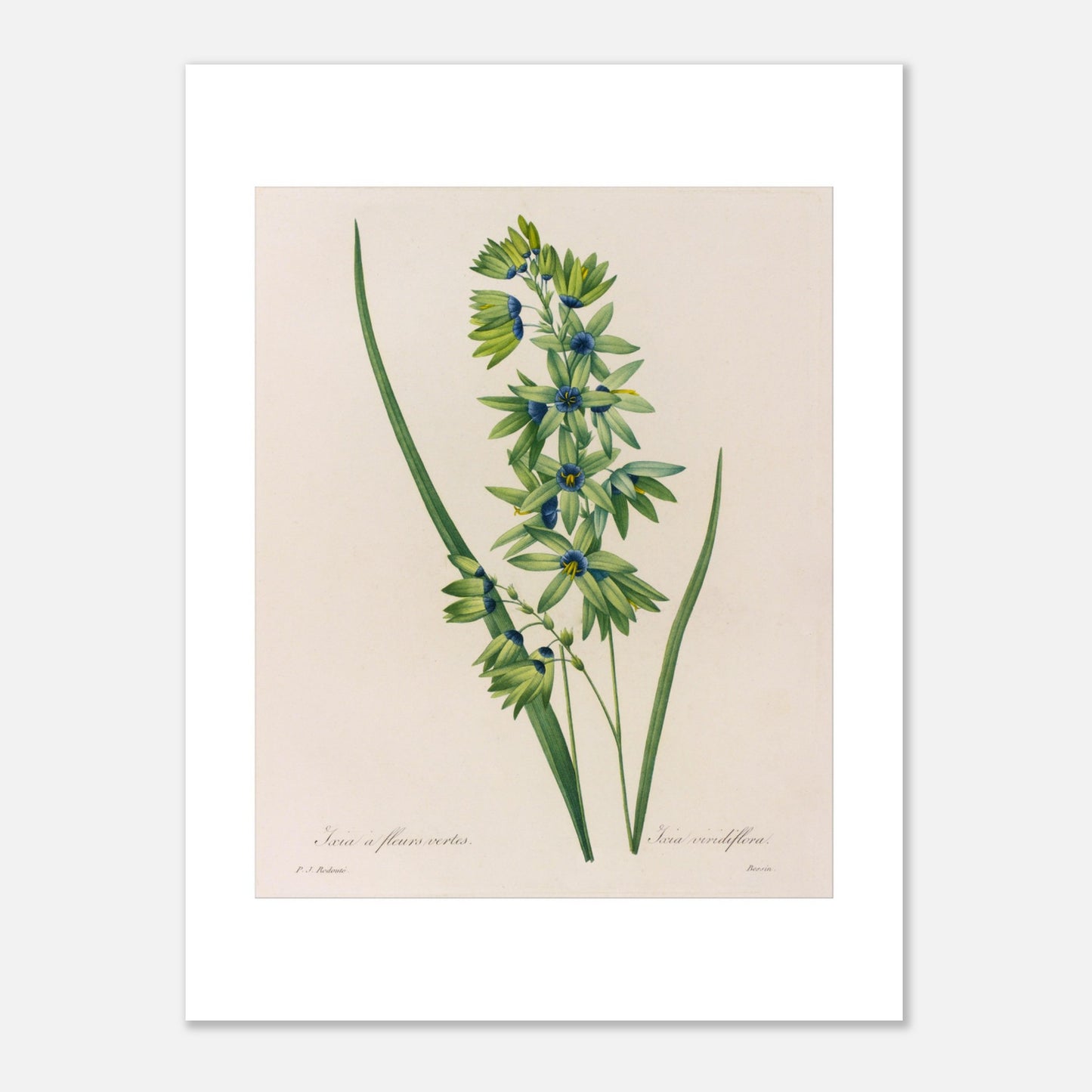 Planche botanique Ixia à Fleurs Vertes de Pierre-Joseph Redouté (30x40 cm). Planche naturaliste d'une Ixia à Fleurs Vertes par Pierre-Joseph Redouté, présentant une tige avec de multiples petites fleurs vertes aux cœurs bleus, accompagnées de longues feuilles vertes.