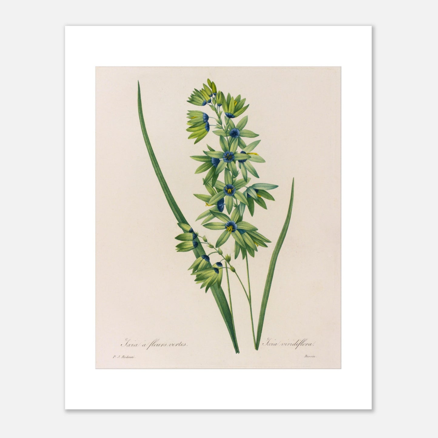 Planche botanique Ixia à Fleurs Vertes de Pierre-Joseph Redouté (40x50 cm). Planche naturaliste d'une Ixia à Fleurs Vertes par Pierre-Joseph Redouté, présentant une tige avec de multiples petites fleurs vertes aux cœurs bleus, accompagnées de longues feuilles vertes.