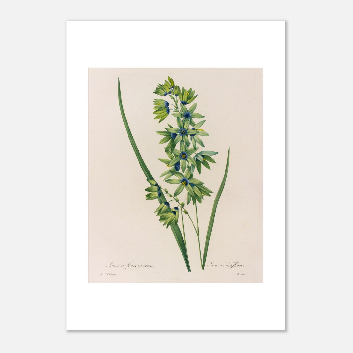Planche botanique Ixia à Fleurs Vertes de Pierre-Joseph Redouté (42x59,4 cm (A2)). Planche naturaliste d'une Ixia à Fleurs Vertes par Pierre-Joseph Redouté, présentant une tige avec de multiples petites fleurs vertes aux cœurs bleus, accompagnées de longues feuilles vertes.