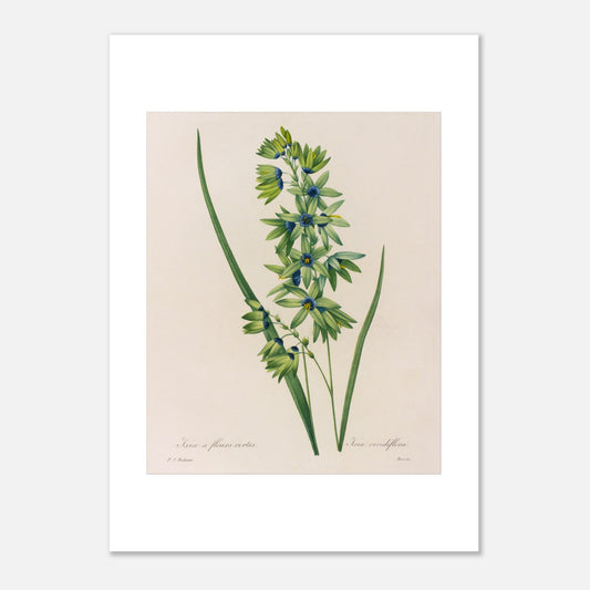 Planche botanique Ixia à Fleurs Vertes de Pierre-Joseph Redouté (50x70 cm). Planche naturaliste d'une Ixia à Fleurs Vertes par Pierre-Joseph Redouté, présentant une tige avec de multiples petites fleurs vertes aux cœurs bleus, accompagnées de longues feuilles vertes.