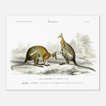 Planche zoologique : Kangourou à dos noir par Charles d'Orbigny (40x50 cm). Illustration naturaliste représentant deux kangourous dans un paysage herbeux et rocheux, l'un tenant un bébé dans sa poche.