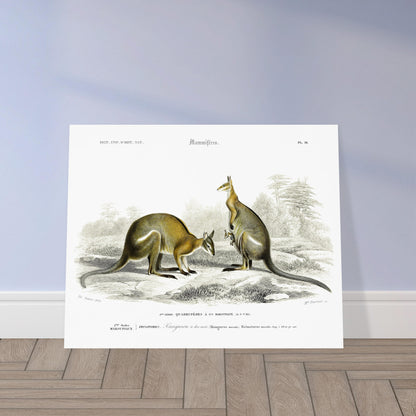 Planche zoologique : Kangourou à dos noir par Charles d'Orbigny. Illustration naturaliste représentant deux kangourous dans un paysage herbeux et rocheux, l'un tenant un bébé dans sa poche. Image d'illustration 5