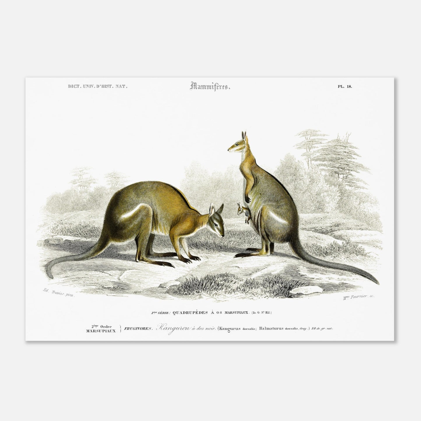 Planche zoologique : Kangourou à dos noir par Charles d'Orbigny (50x70 cm). Illustration naturaliste représentant deux kangourous dans un paysage herbeux et rocheux, l'un tenant un bébé dans sa poche.