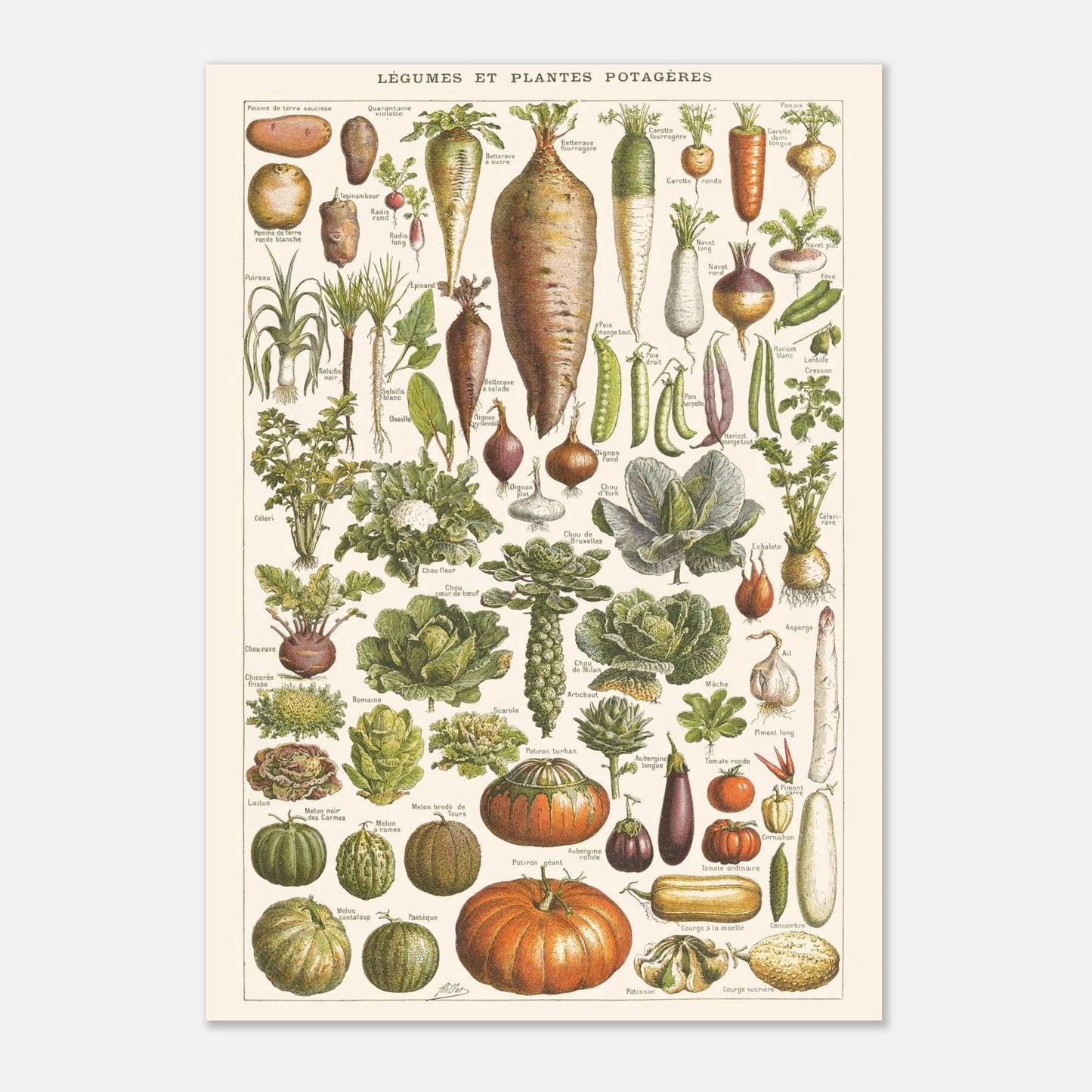 Planche Légumes – Illustration ancienne Larousse 1910 (21x29,7 cm (A4)). Planche de l'Encyclopédie Larousse de 1910 titrée "Légumes et Plantes Potagères", montrant une variété de légumes racines, feuilles et fruits, avec leurs noms.