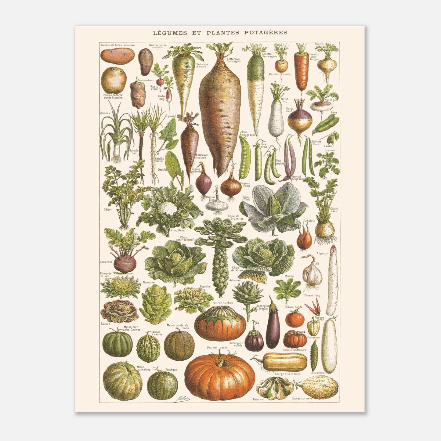Planche Légumes – Illustration ancienne Larousse 1910 (30x40 cm). Planche de l'Encyclopédie Larousse de 1910 titrée "Légumes et Plantes Potagères", montrant une variété de légumes racines, feuilles et fruits, avec leurs noms.