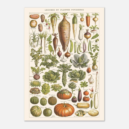 Planche Légumes – Illustration ancienne Larousse 1910 (42x59,4 cm (A2)). Planche de l'Encyclopédie Larousse de 1910 titrée "Légumes et Plantes Potagères", montrant une variété de légumes racines, feuilles et fruits, avec leurs noms.