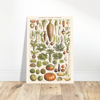 Planche Légumes – Illustration ancienne Larousse 1910. Planche de l'Encyclopédie Larousse de 1910 titrée "Légumes et Plantes Potagères", montrant une variété de légumes racines, feuilles et fruits, avec leurs noms. Image d'illustration 5