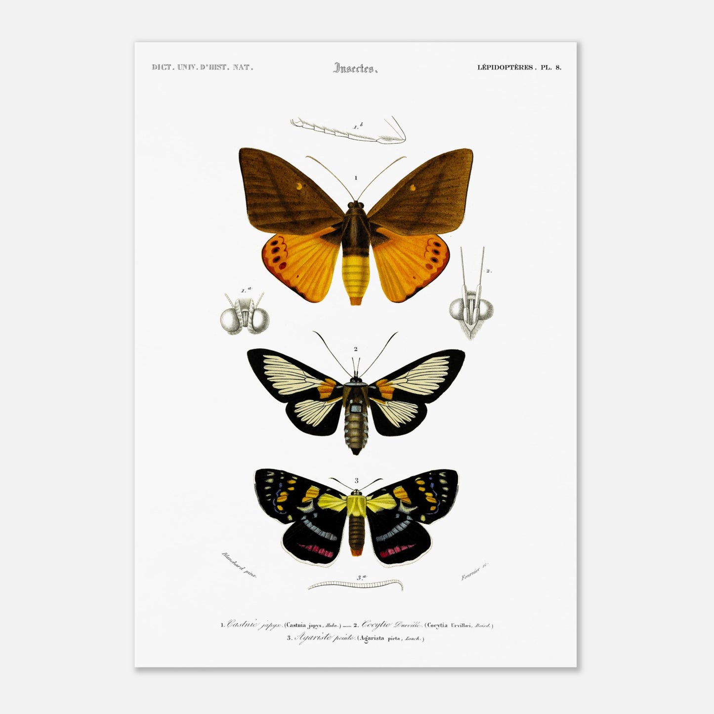Planche de lépidoptères : Castnie japyx et Cocytie de d'Urville - Orbigny (29,7x42 cm (A3)). Planche d'entomologie illustrant trois papillons : le premier 'Castnie japyx', le deuxième 'Coeytlie Durvillei' et le troisième 'Agariste pointe'.