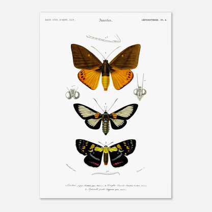 Planche de lépidoptères : Castnie japyx et Cocytie de d'Urville - Orbigny (29,7x42 cm (A3)). Planche d'entomologie illustrant trois papillons : le premier 'Castnie japyx', le deuxième 'Coeytlie Durvillei' et le troisième 'Agariste pointe'.