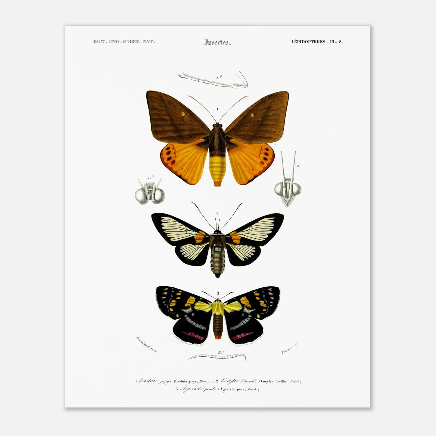 Planche de lépidoptères : Castnie japyx et Cocytie de d'Urville - Orbigny (40x50 cm). Planche d'entomologie illustrant trois papillons : le premier 'Castnie japyx', le deuxième 'Coeytlie Durvillei' et le troisième 'Agariste pointe'.