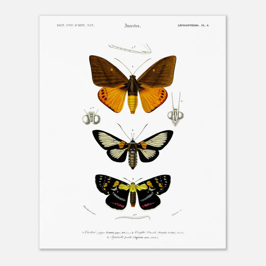 Planche de lépidoptères : Castnie japyx et Cocytie de d'Urville - Orbigny (40x50 cm). Planche d'entomologie illustrant trois papillons : le premier 'Castnie japyx', le deuxième 'Coeytlie Durvillei' et le troisième 'Agariste pointe'.