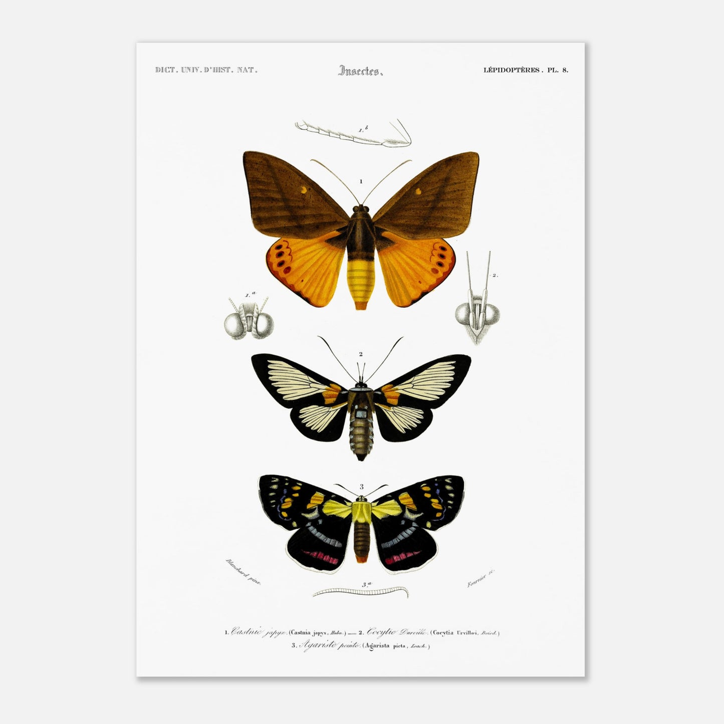 Planche de lépidoptères : Castnie japyx et Cocytie de d'Urville - Orbigny (42x59,4 cm (A2)). Planche d'entomologie illustrant trois papillons : le premier 'Castnie japyx', le deuxième 'Coeytlie Durvillei' et le troisième 'Agariste pointe'.