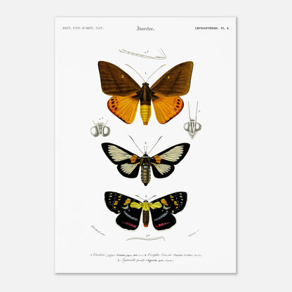 Planche de lépidoptères : Castnie japyx et Cocytie de d'Urville - Orbigny (42x59,4 cm (A2)). Planche d'entomologie illustrant trois papillons : le premier 'Castnie japyx', le deuxième 'Coeytlie Durvillei' et le troisième 'Agariste pointe'.