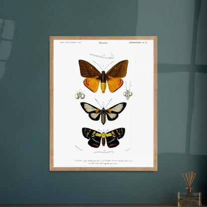 Planche de lépidoptères : Castnie japyx et Cocytie de d'Urville - Orbigny. Planche d'entomologie illustrant trois papillons : le premier 'Castnie japyx', le deuxième 'Coeytlie Durvillei' et le troisième 'Agariste pointe'. Image d'illustration 5