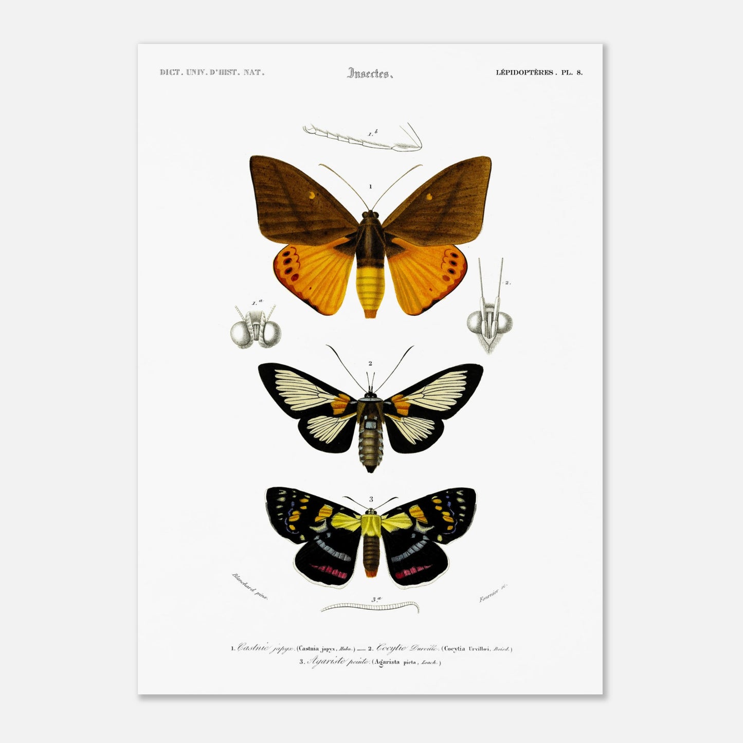 Planche de lépidoptères : Castnie japyx et Cocytie de d'Urville - Orbigny (50x70 cm). Planche d'entomologie illustrant trois papillons : le premier 'Castnie japyx', le deuxième 'Coeytlie Durvillei' et le troisième 'Agariste pointe'.
