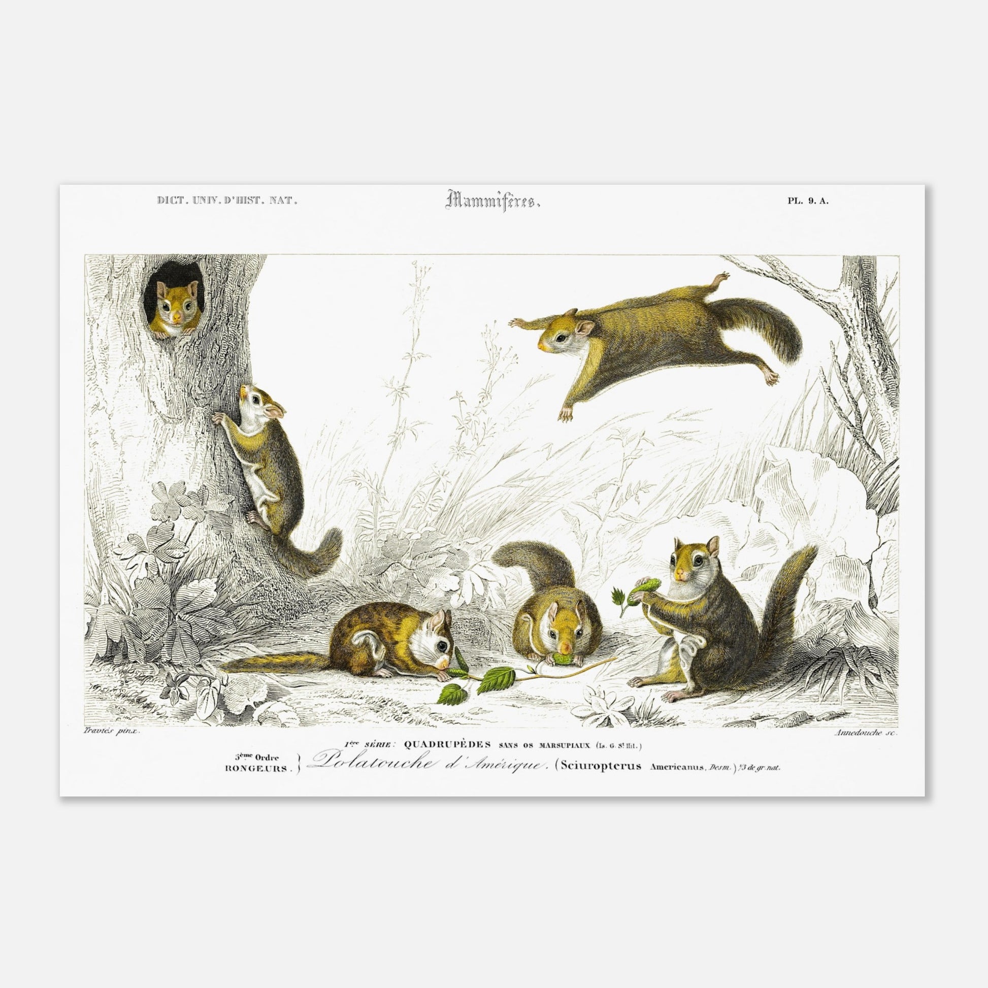 Planche de mammifères : Polatouche d’Amérique par Charles d'Orbigny (29,7x42 cm (A3)). Illustration naturaliste de quatre écureuils volants dans un environnement boisé, certains grimpant à un arbre, d'autres en vol, avec des numérotations et des légendes.