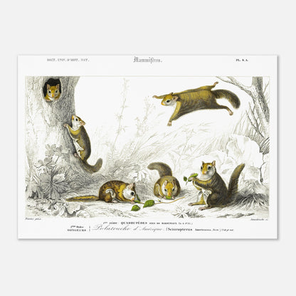 Planche de mammifères : Polatouche d’Amérique par Charles d'Orbigny (29,7x42 cm (A3)). Illustration naturaliste de quatre écureuils volants dans un environnement boisé, certains grimpant à un arbre, d'autres en vol, avec des numérotations et des légendes.